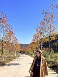 嶺南紅葉世界——廣東賞楓打卡佳選