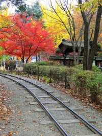 Instagrammable Fall Colors of Nami Island 🇰🇷