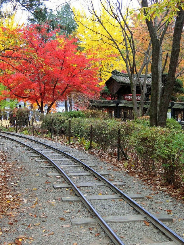 Instagrammable Fall Colors of Nami Island 🇰🇷