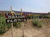 【かんのファーム:北海道上富良野】綺麗なお花が咲く美しい場所🌷