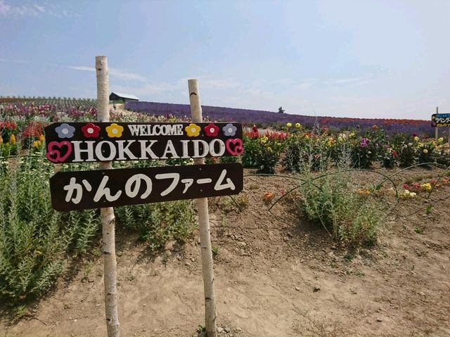 【かんのファーム:北海道上富良野】綺麗なお花が咲く美しい場所🌷