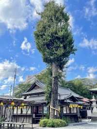 【千葉県】名物⁉︎のアイーン狛犬が見られる神社