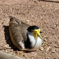 Explore Australian Wildlife !!