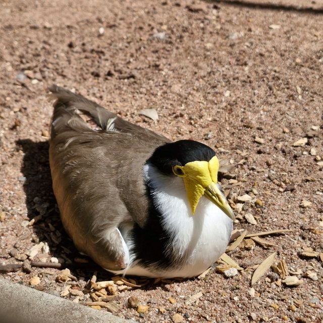 Explore Australian Wildlife !!
