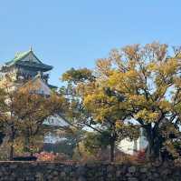 🍂銀杏黃葉輕輕落 🏯秋風吹拂大阪城 