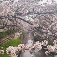 ไปดูซากุระ motoarakawa , saitama