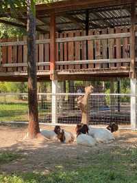 👍 The Nature Café Sukhothai