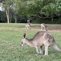 BRISBANE可以直接上手摸袋鼠的動物園🦘!!!