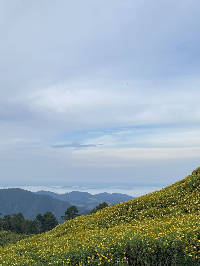 ทุ่งดอกบัวตอง | แม่ฮ่องสอน ⛰️🌼🌿🌳