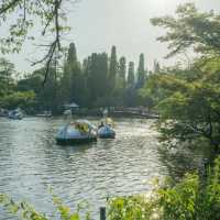 景點推薦：井之頭恩賜公園，自然與藝術的完美結合
