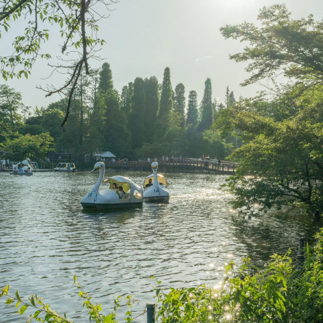 景點推薦：井之頭恩賜公園，自然與藝術的完美結合