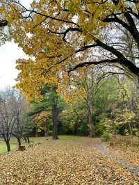 北海道　札幌観光　円山公園2024  紅葉の円山公園を散策してみた！