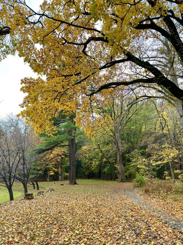 北海道　札幌観光　円山公園2024  紅葉の円山公園を散策してみた！