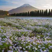 【山梨】富士山が見える美しい公園