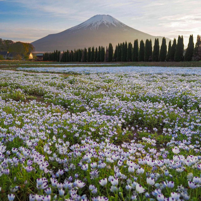 【山梨】富士山が見える美しい公園