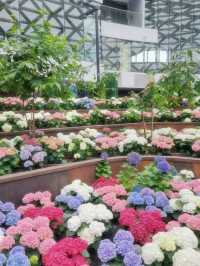 ดอกทิวลิปเมืองหนาวที่ Miracle of Natural 🩷🌷🌸💐