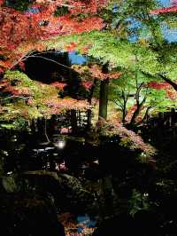 【東京の紅葉スポット🍁】池の水面に映り込む逆さ紅葉の絶景