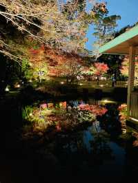 【東京の紅葉スポット🍁】池の水面に映り込む逆さ紅葉の絶景