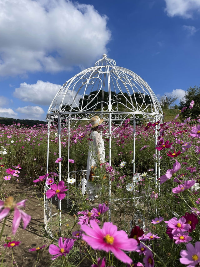 広島観光🥰美しいお花のパッチワークが素敵🥹🌸💐🫶