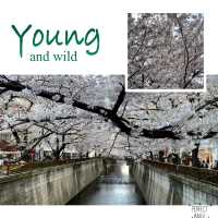 櫻花盛放在東京：目黑川
