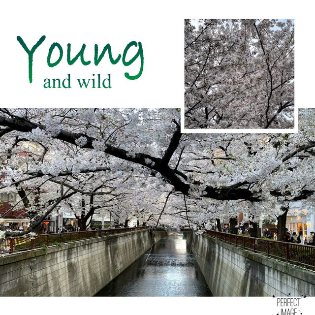櫻花盛放在東京：目黑川