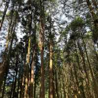 Explore the magical Alishan, Taiwan