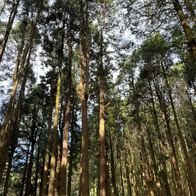 Explore the magical Alishan, Taiwan