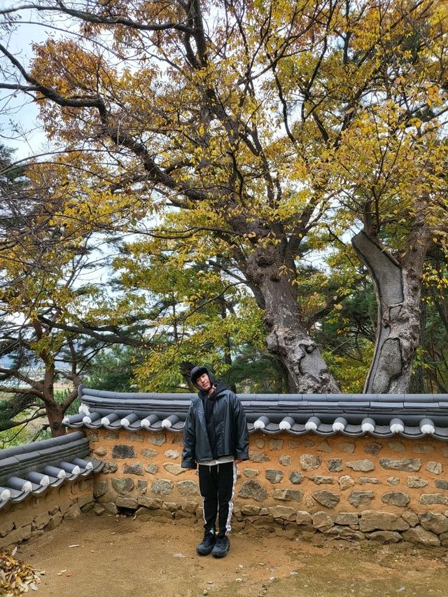 노랑 은행카펫이 깔린 늦가을의 금시당