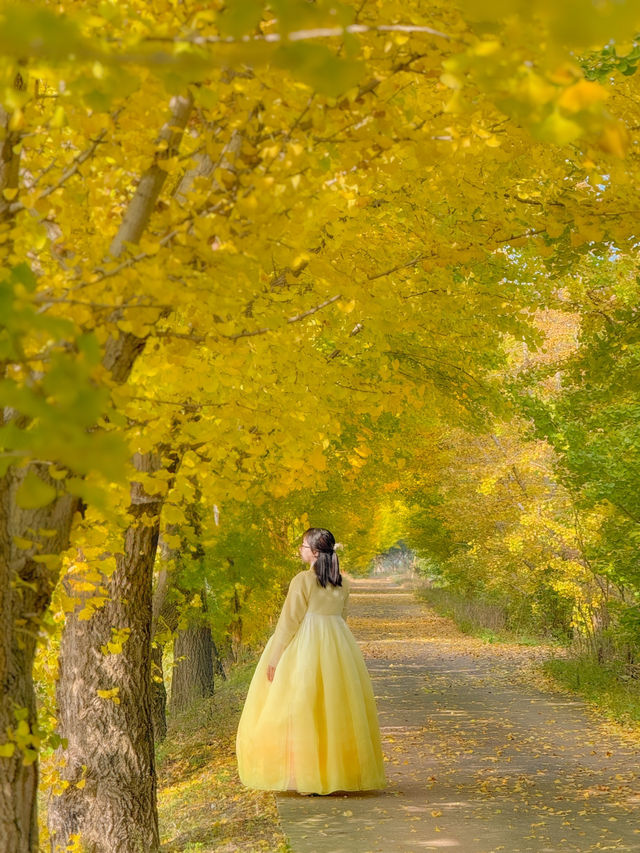 노랗게 물들어가는 중인 낭성면 은행나무길💛