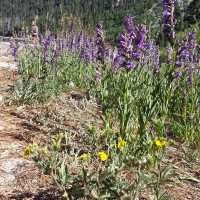 Discover the Famous Scenic Lake Tahoe Emerald Bay in Summer 