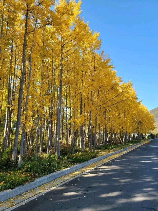 동화같은 은행나무마을이 있는 경주💛