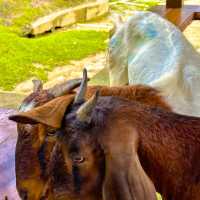 文山市民農園：動物樂園的奇妙🦙🦩