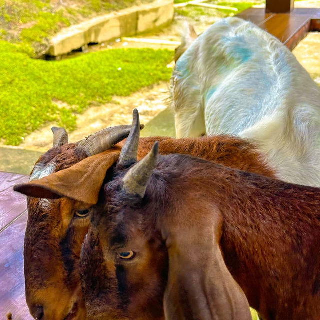 文山市民農園：動物樂園的奇妙🦙🦩
