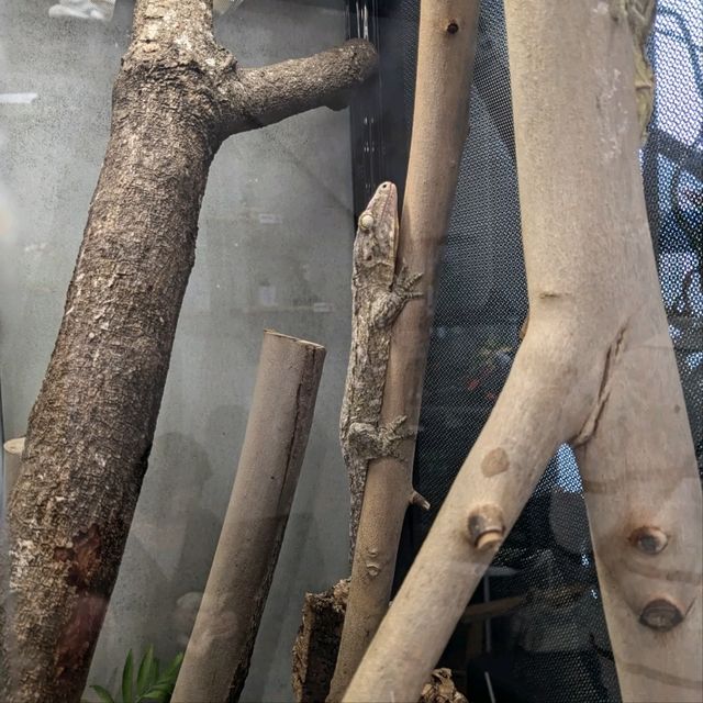 邊喝咖啡、邊抱蛇、邊摸象龜！超有趣的爬蟲友善店：爬寵咖啡