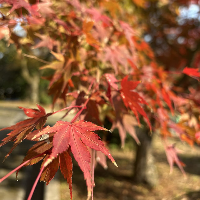 日本百名瀑　養老の滝