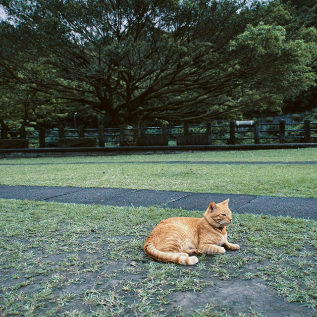 Houtong Cat Village, Taiwan 🐈‍⬛🐈