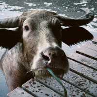 Buffalo Village หมู่บ้านอนุรักษ์ควายไทย