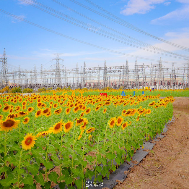 🌻✨ ปักหมุดที่เที่ยวสุดว้าว! ทุ่งทานตะวัน กฟผ. ไทร