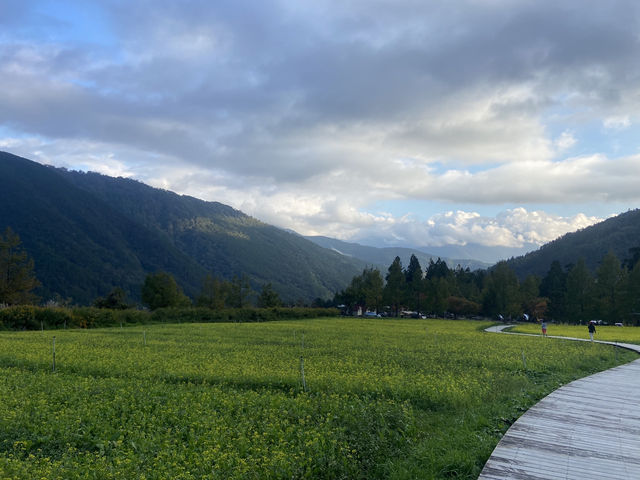 臺中｜黃綠交織的油菜花田