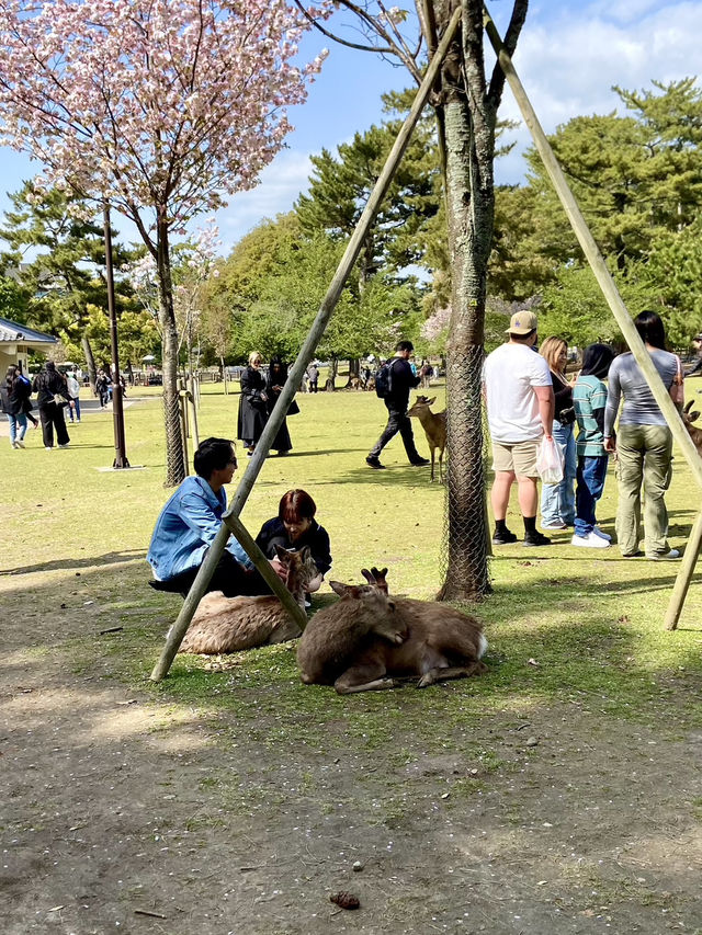 Nara Park: A Magical Meeting with Japan’s Sacred Deer