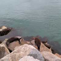 Narooma，海豹，果冻海