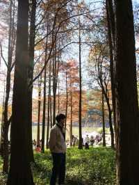 🍁【蓮花山公園紅葉秘境:陽光下的醉人秋色】🌞