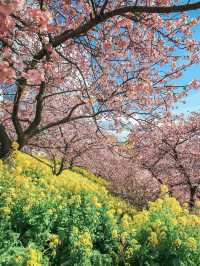 【神奈川】2月半ば見頃の桜スポット🌸