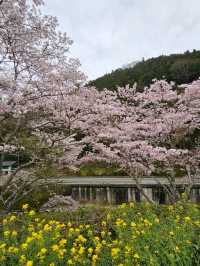『樹齢350年の桜』