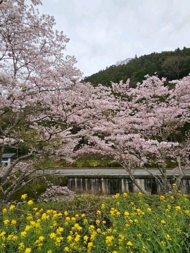 『樹齢350年の桜』