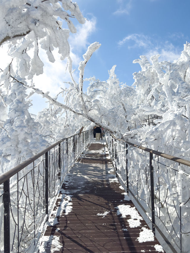 눈덮인 겨울 발왕산의 아름다운 설경❄️🤍