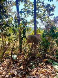 Maerim Elephant Sanctuary 