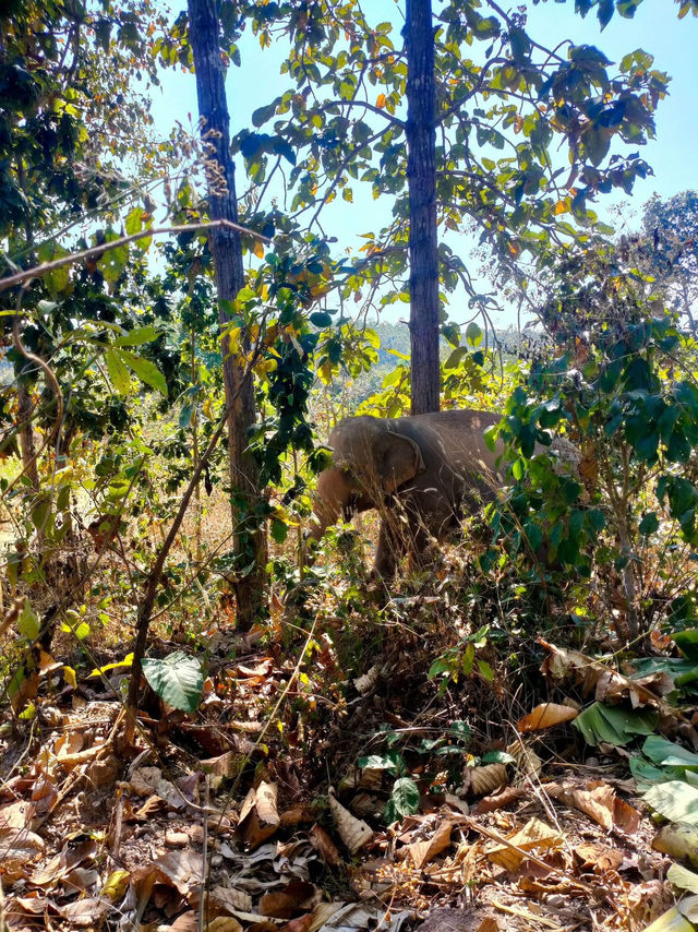 Maerim Elephant Sanctuary 