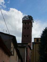【イタリア・ルッカ】Guinigi Tower （グイニージ塔）