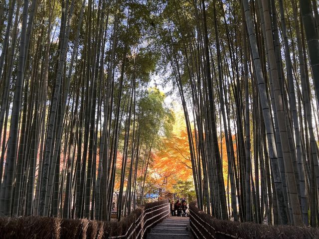 A Symphony of Colors – The Lonely Souls in the Adashino Nenbutsu-ji Temple